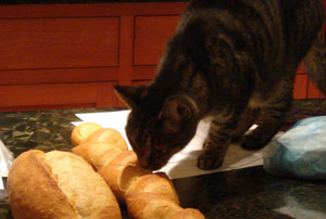 Stripes the bread cat