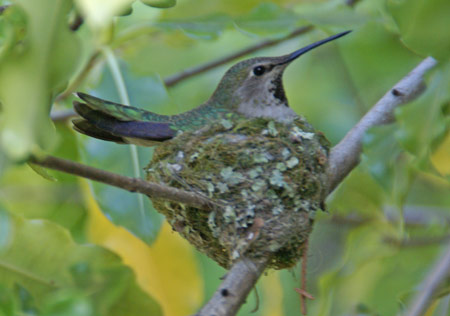 Anna’s hummingbird on nest