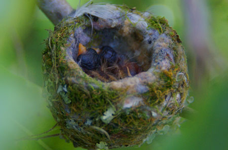 Hummingbird hatchlings