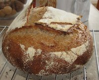 Stone Ground Whole Wheat sourdough