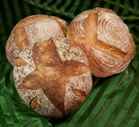 Pain au Levain with Mixed Starters