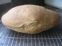 Barley-Wheat Batard