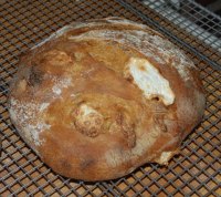 Semolina Roasted Peppers & Mozzarella Sourdough