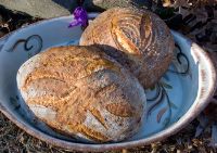 36 Hour Parmesan-Scallion Sourdough