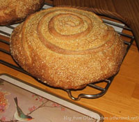 Polenta Bread (BBB)