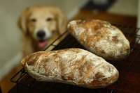 ciabatta bread